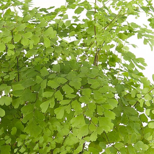 adantium fragrans