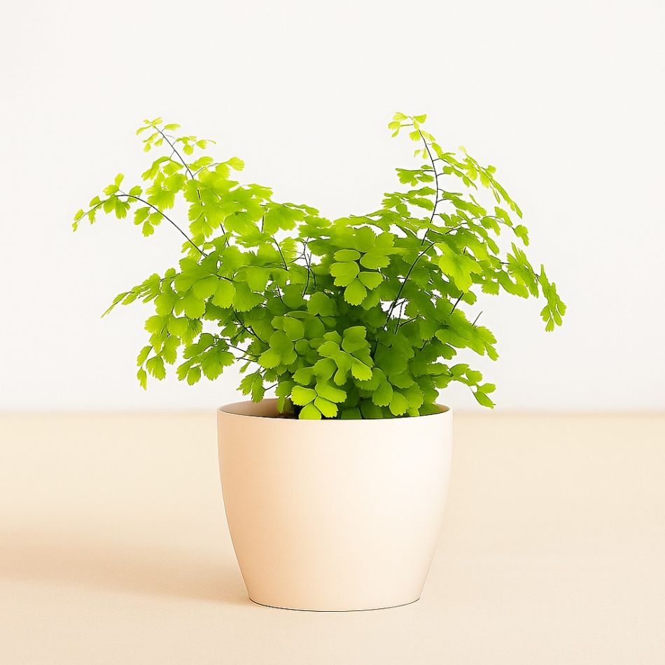 Adiantum fragrans - p12 - neutraal - 1