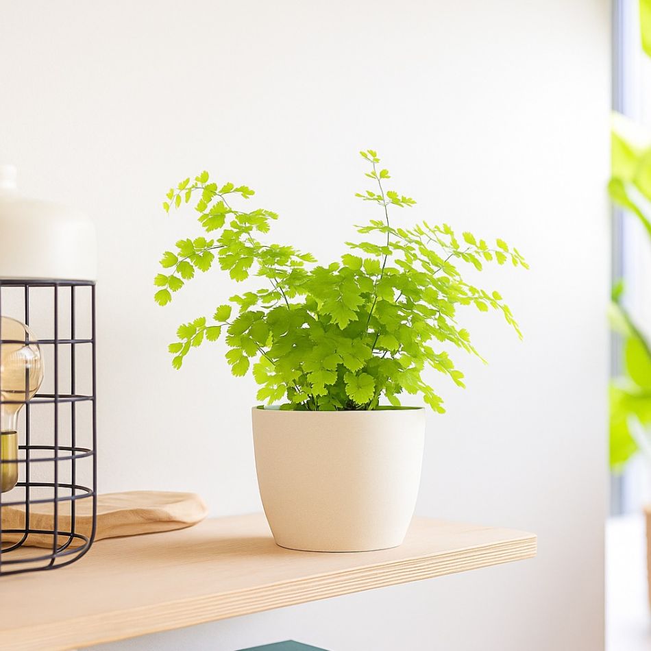 adiantum fragrans plant