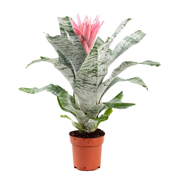 Aechmea primera
