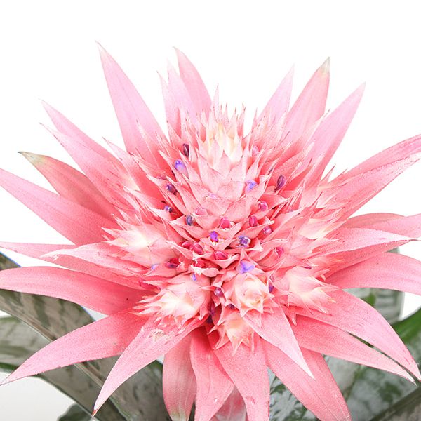 Aechmea griffe bloem