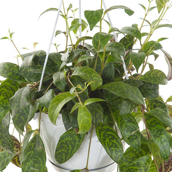 Aeschynanthus marmoratus blad