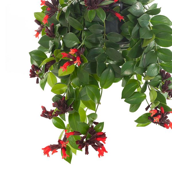Aeschynanthus mona lisa bloem
