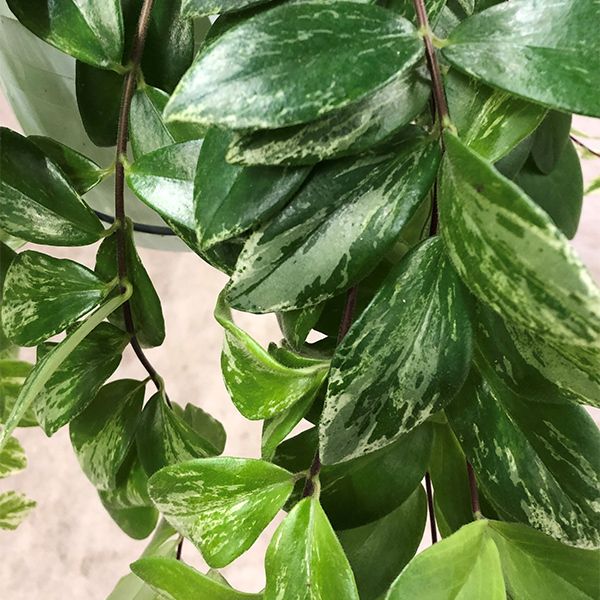 Aeschynanthus bont