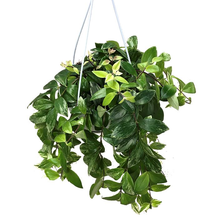 Aeschynanthus Variegata