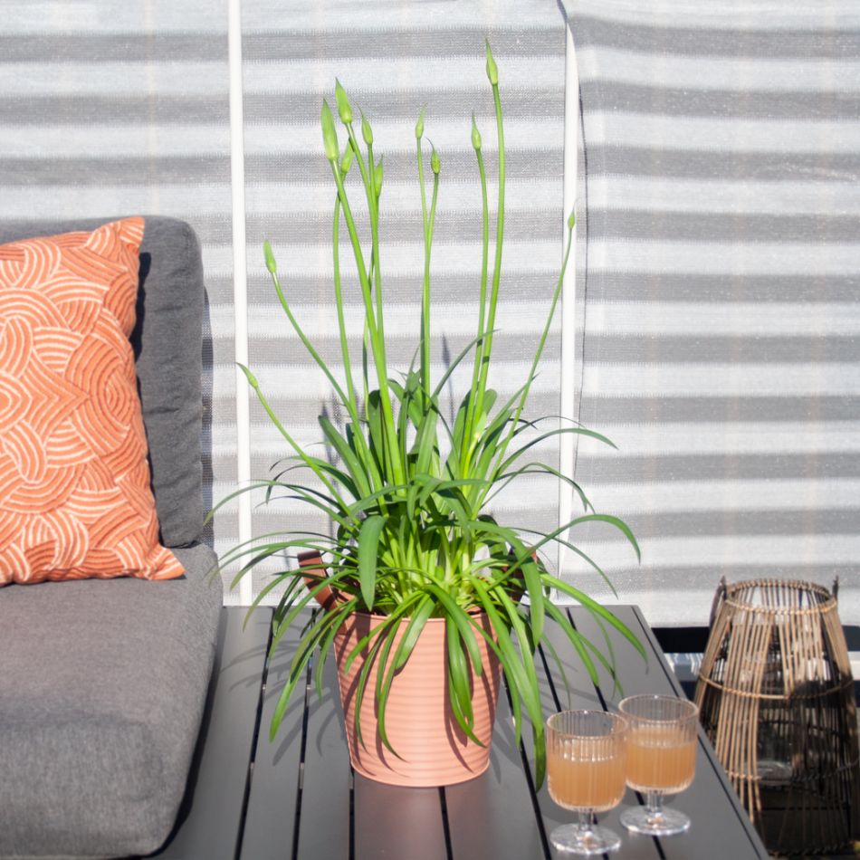 Agapanthus-afrikaanse-lelie-1-1024