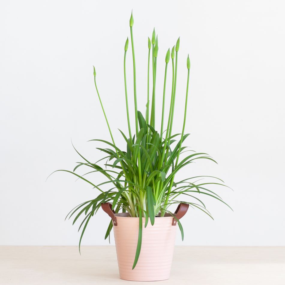Agapanthus-afrikaanse-lelie-2-1024