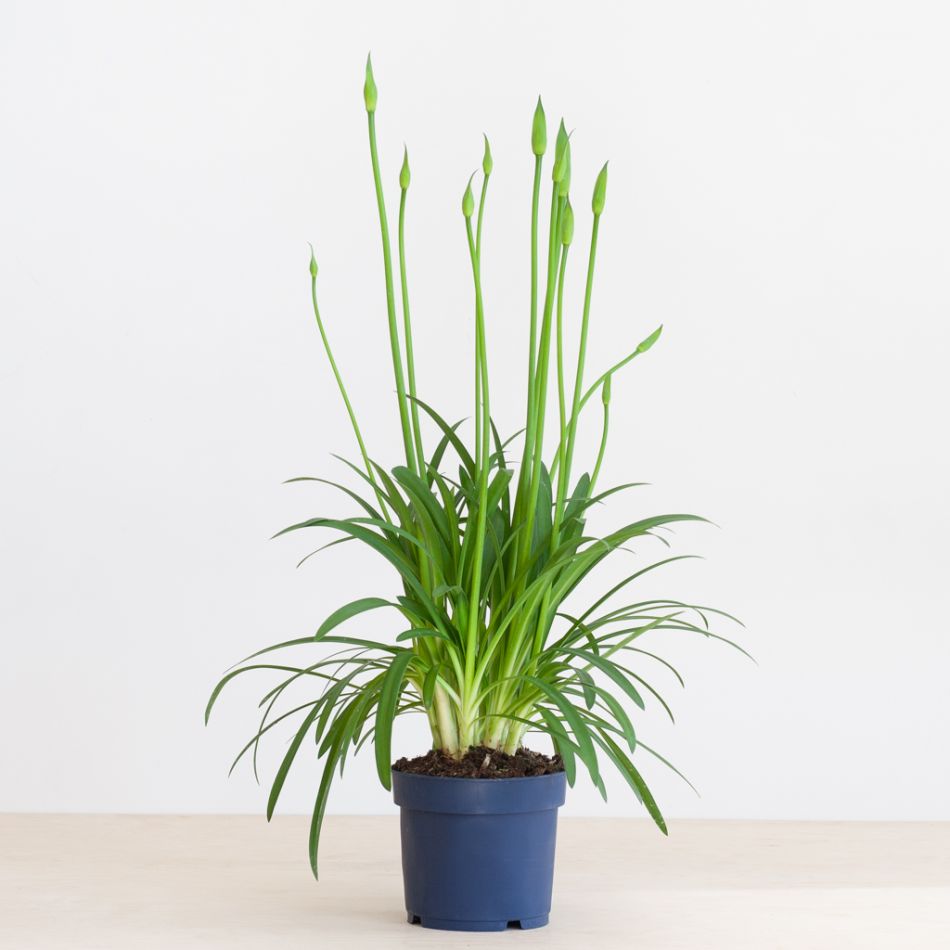 Agapanthus-afrikaanse-lelie-3-1024