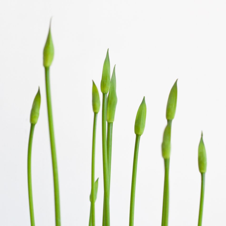 Agapanthus-afrikaanse-lelie-4-1024