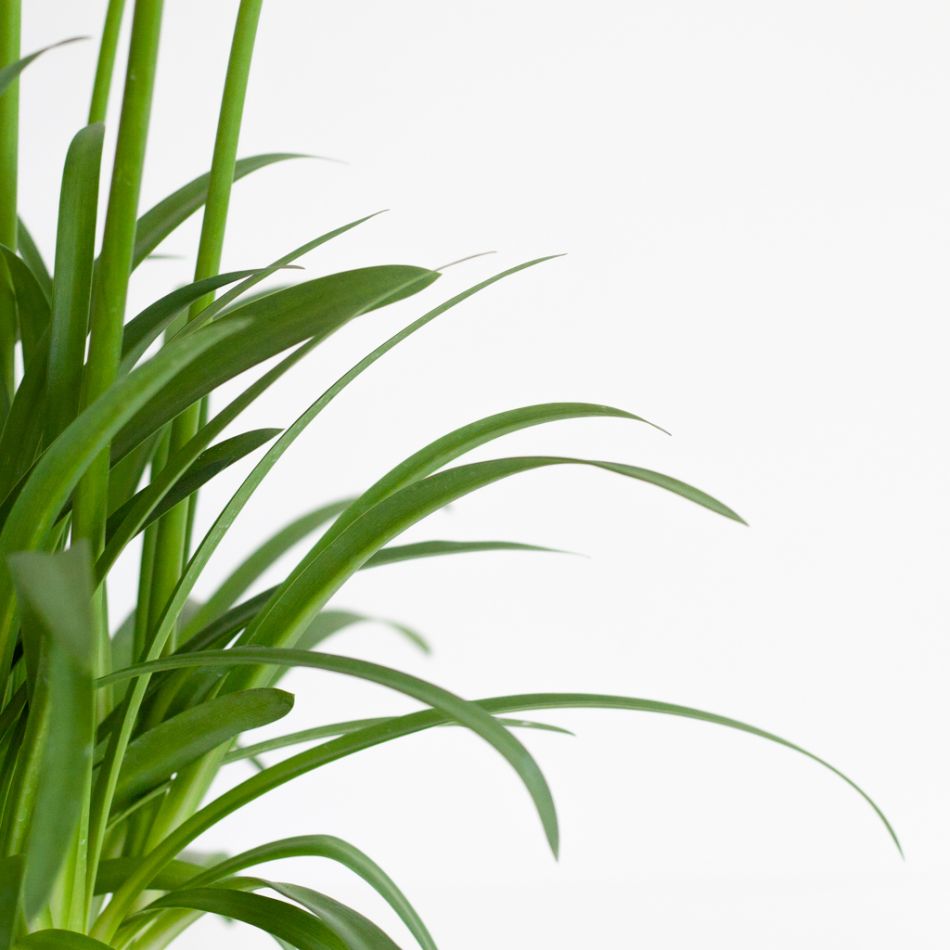Agapanthus-afrikaanse-lelie-5-1024