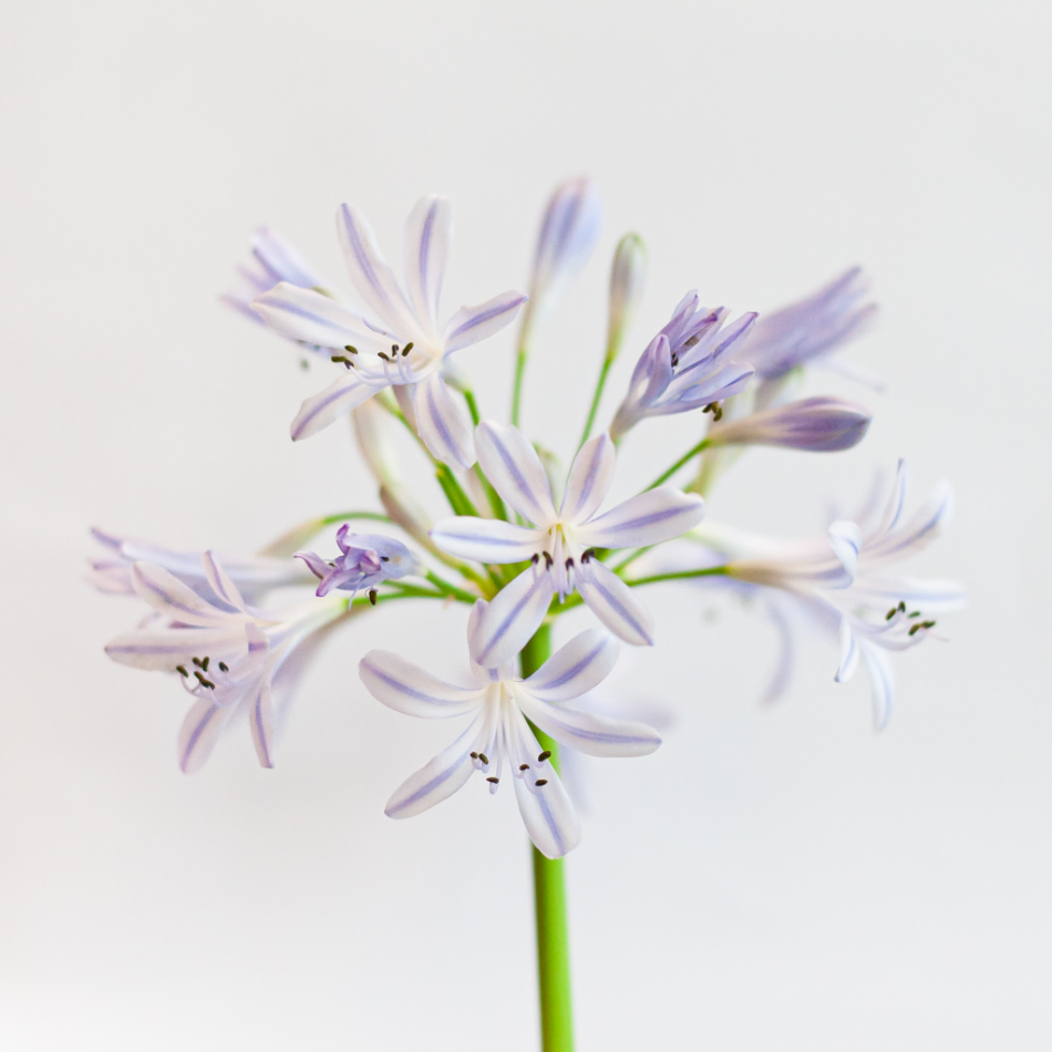 Agapanthus