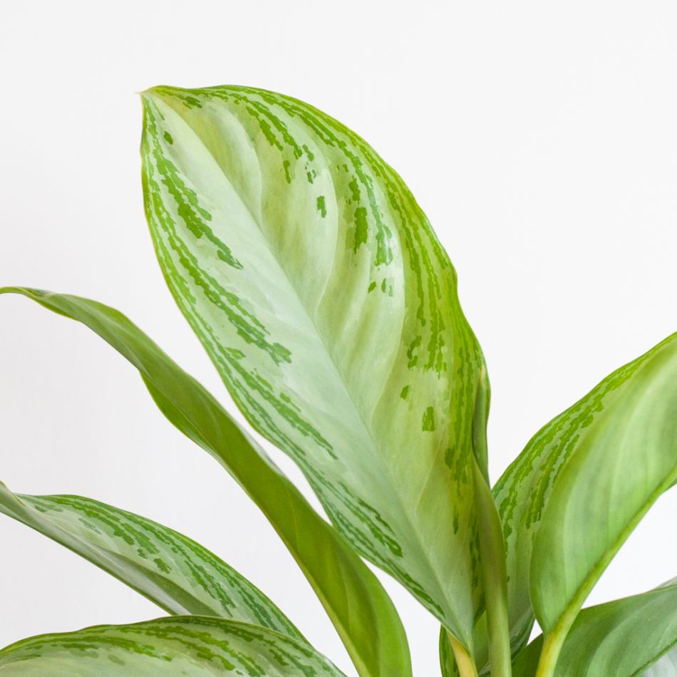 Aglaonema Silver Bay - P17