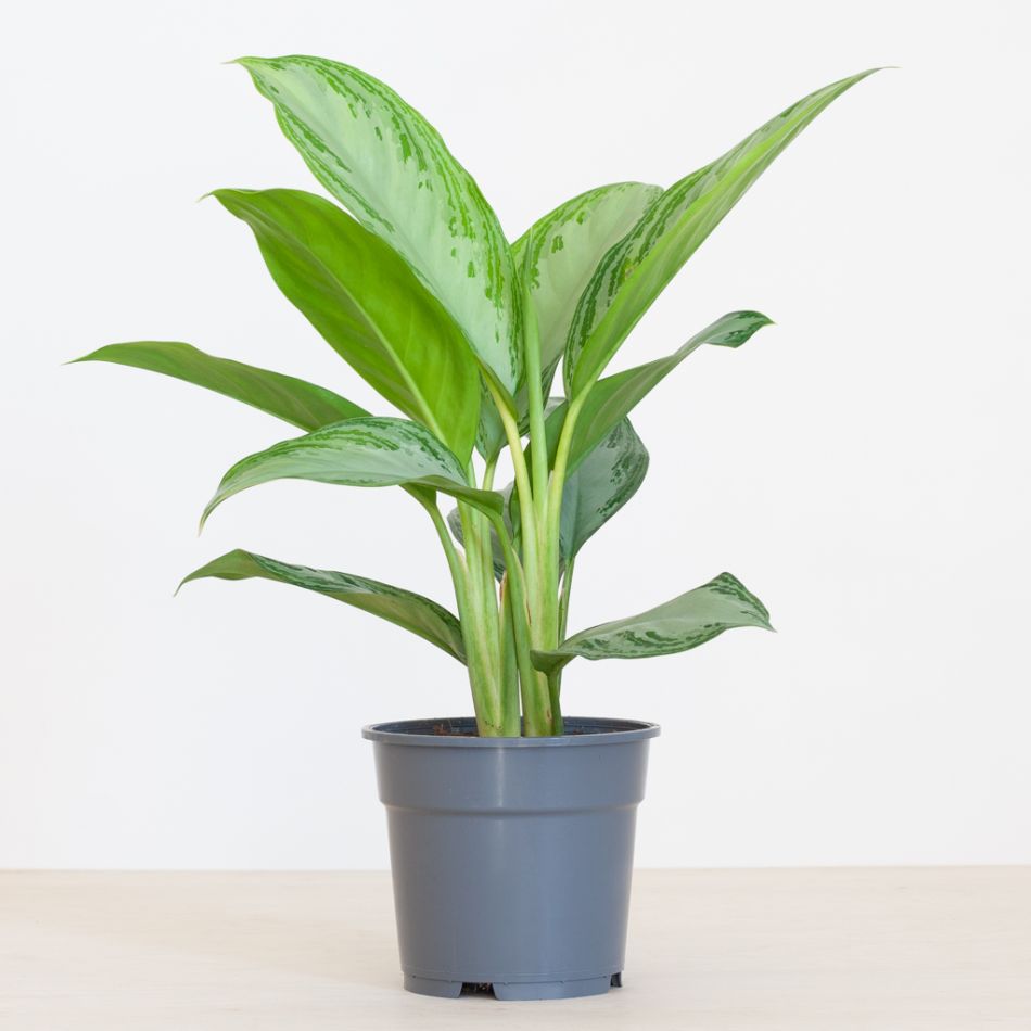 Aglaonema Silver Bay - P17