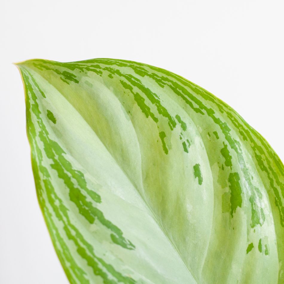 Aglaonema Silver Bay - P17
