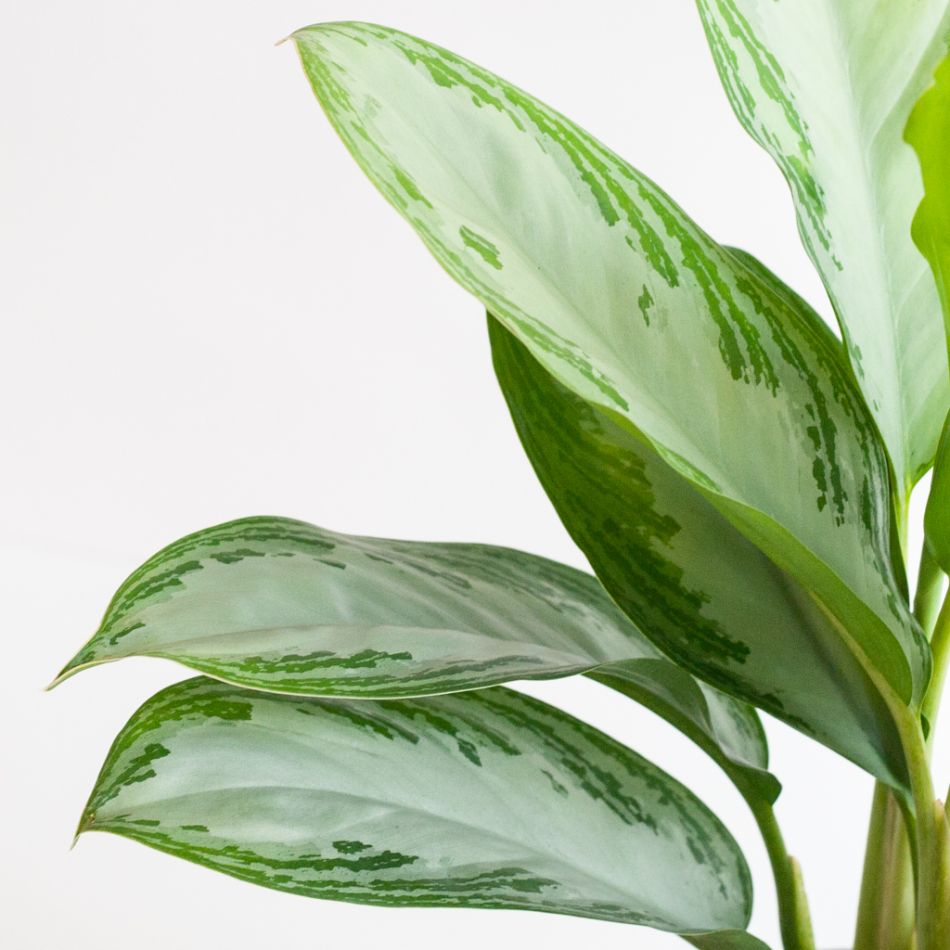 Aglaonema Silver Bay - P17