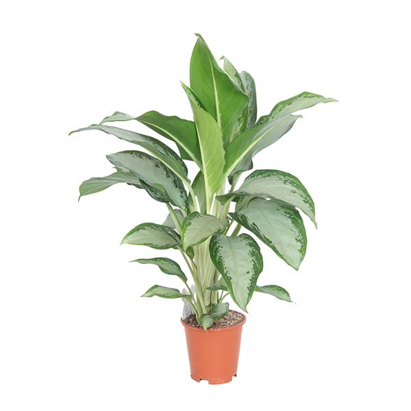 Aglaonema Cleopatra
