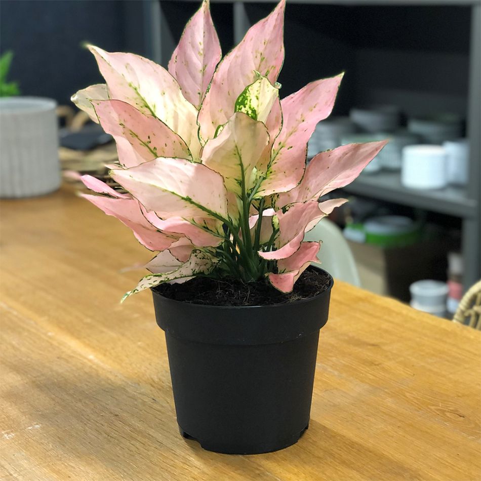 aglaonema pink hybride