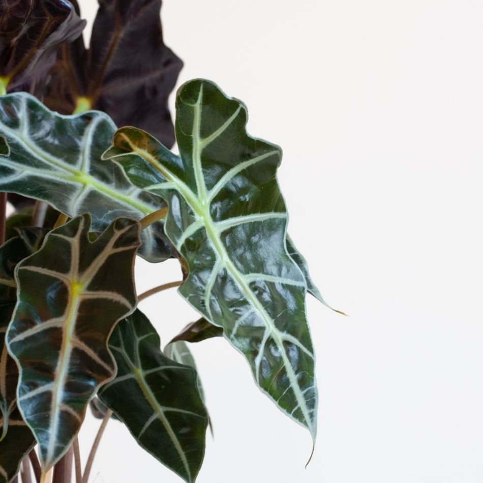 Alocasia Amazonica Polly - Skeletplant - P17