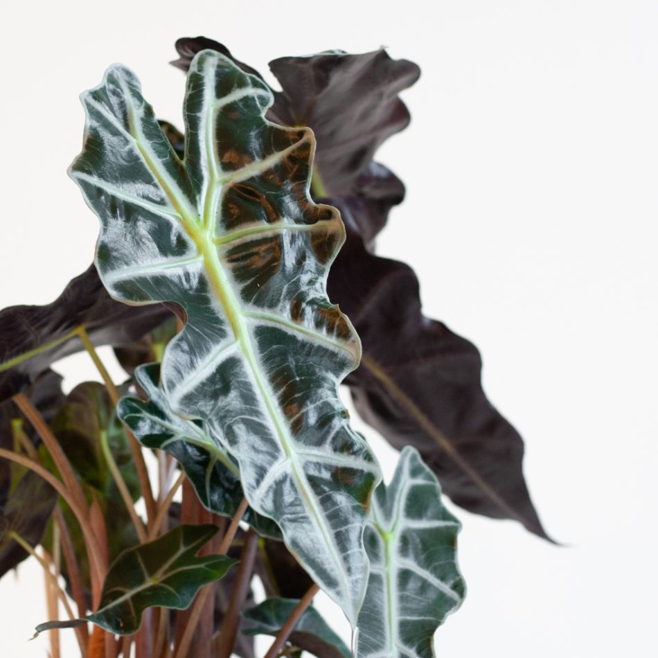 Alocasia Amazonica Polly - Skeletplant - P17
