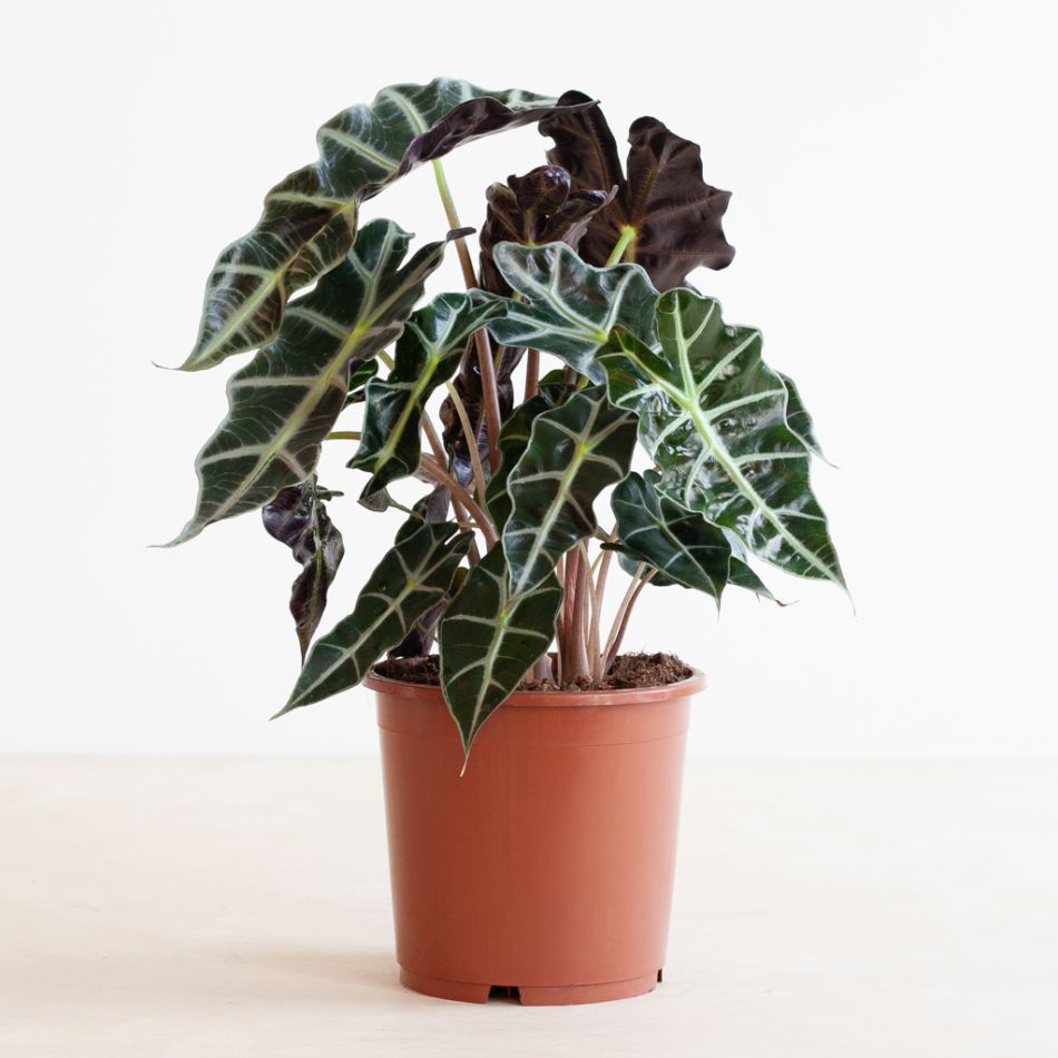 Alocasia Amazonica Polly - Skeletplant - P17