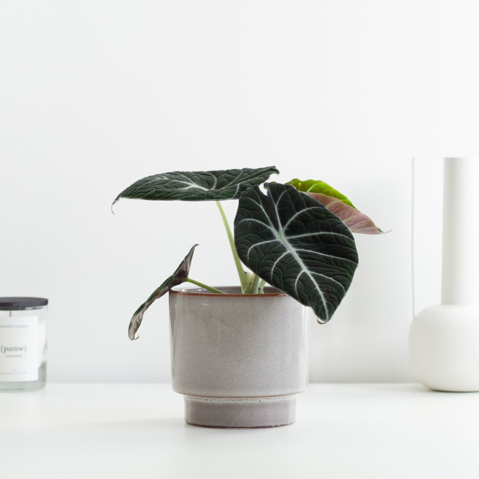 alocasia black velvet