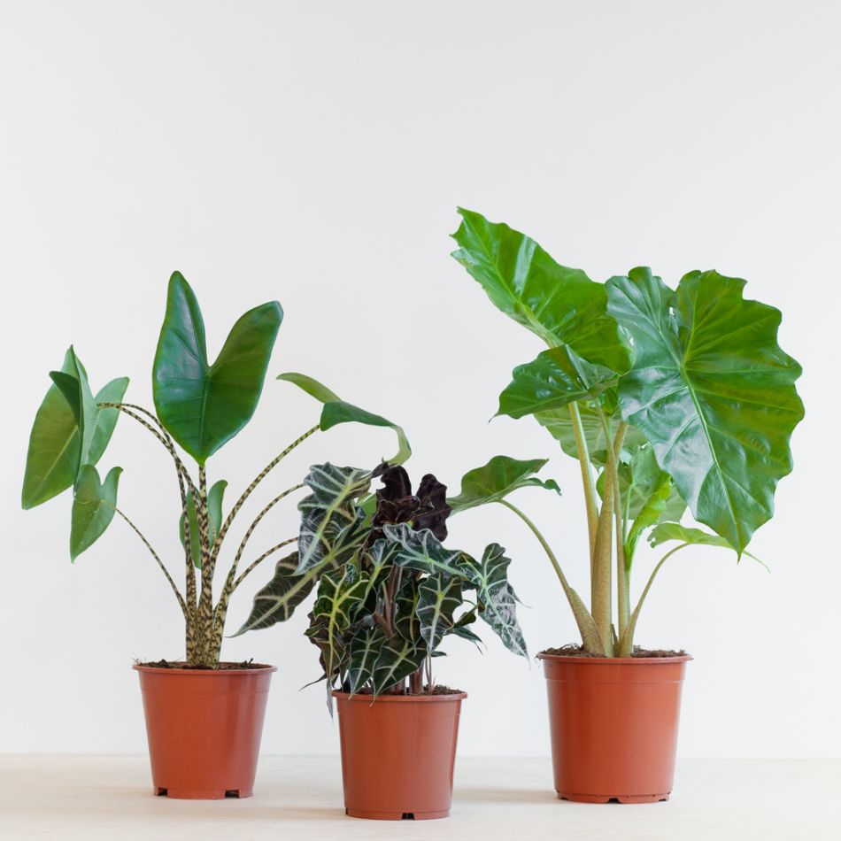 Alocasia-box-2-1024