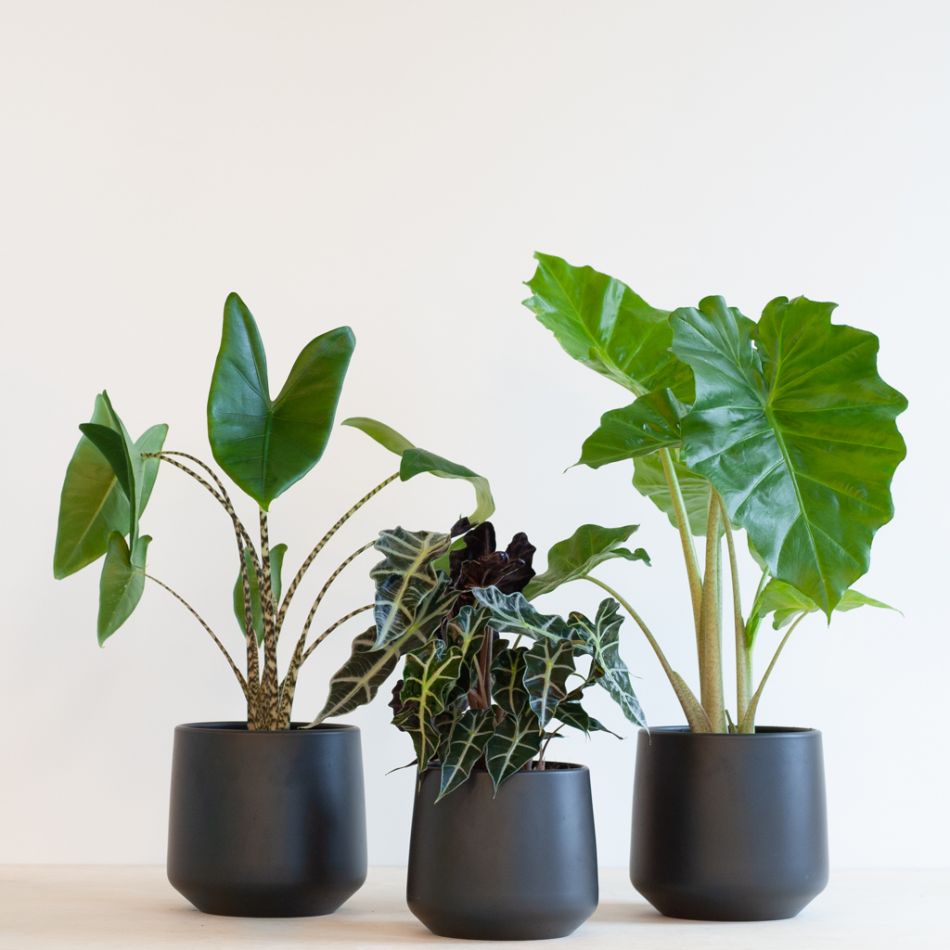 Alocasia-box-3-1024
