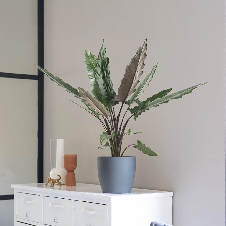 Alocasia Lauterbachiana kopen