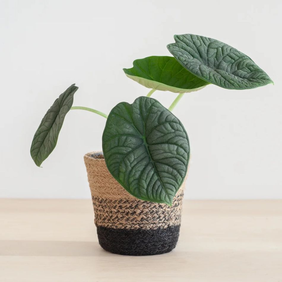 Alocasia Melo