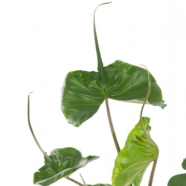 Alocasia stingray blad