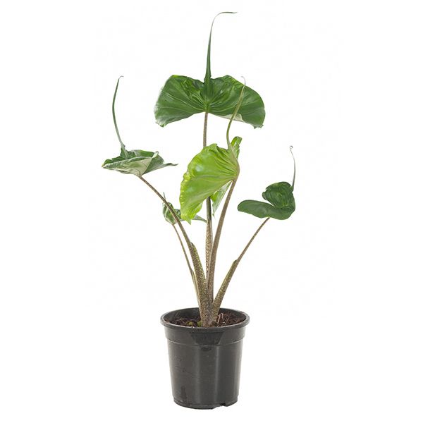 Alocasia Stingray