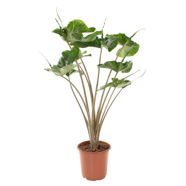 Alocasia stingray