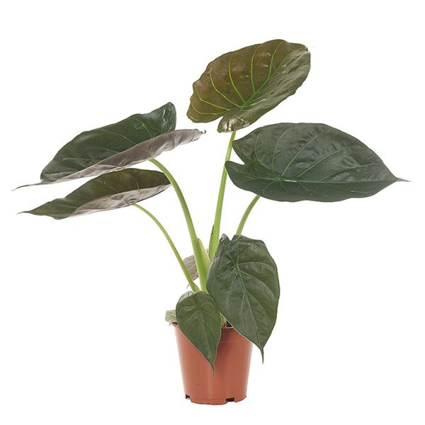 Alocasia Wentii