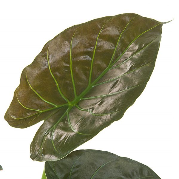 Alocasia Wentii