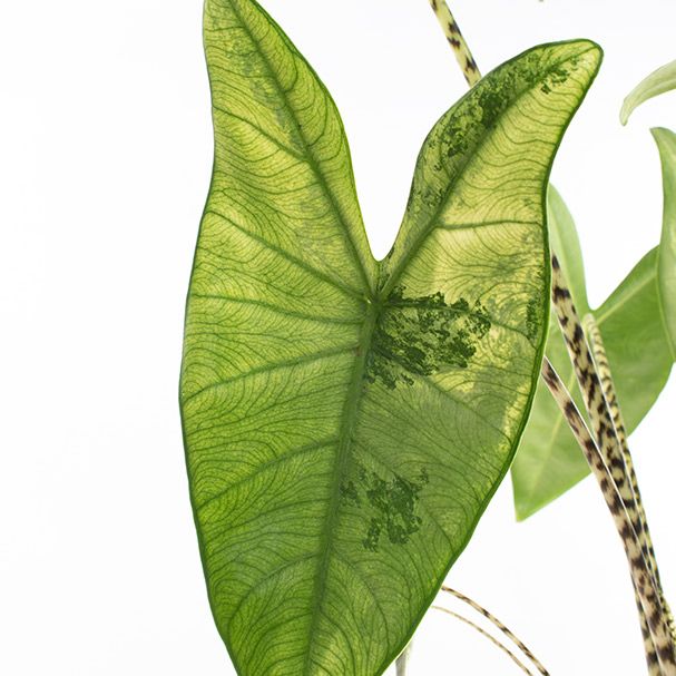 Alocasia Zebrina Variegata
