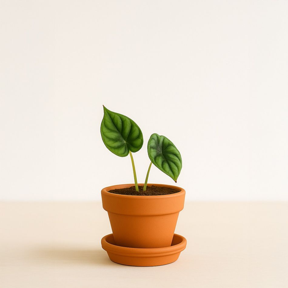 mini alocasia dragon scale