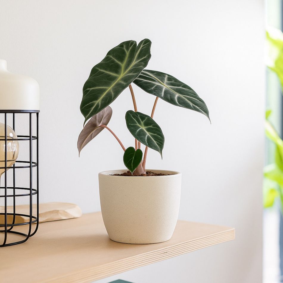 Alocasia pink dragon kopen