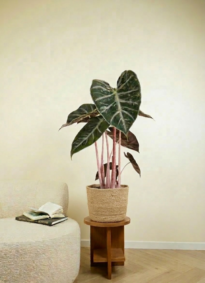 Alocasia Pink Dragon – Olifantsoor – P17