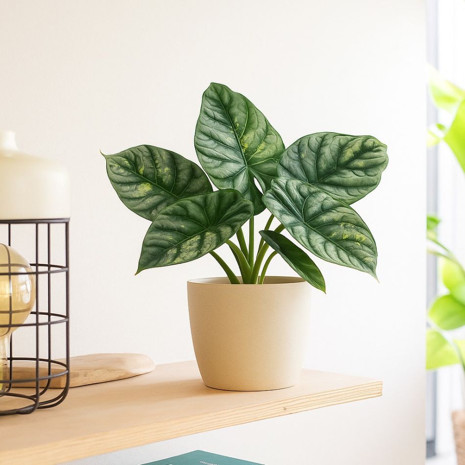 Alocasia silver dragon variegated - p12 - sfeer - 1