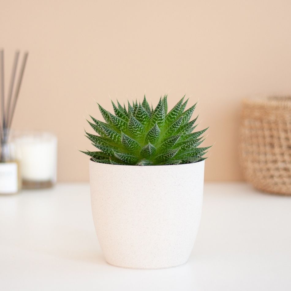 Aloe aristata magic p12- 1024