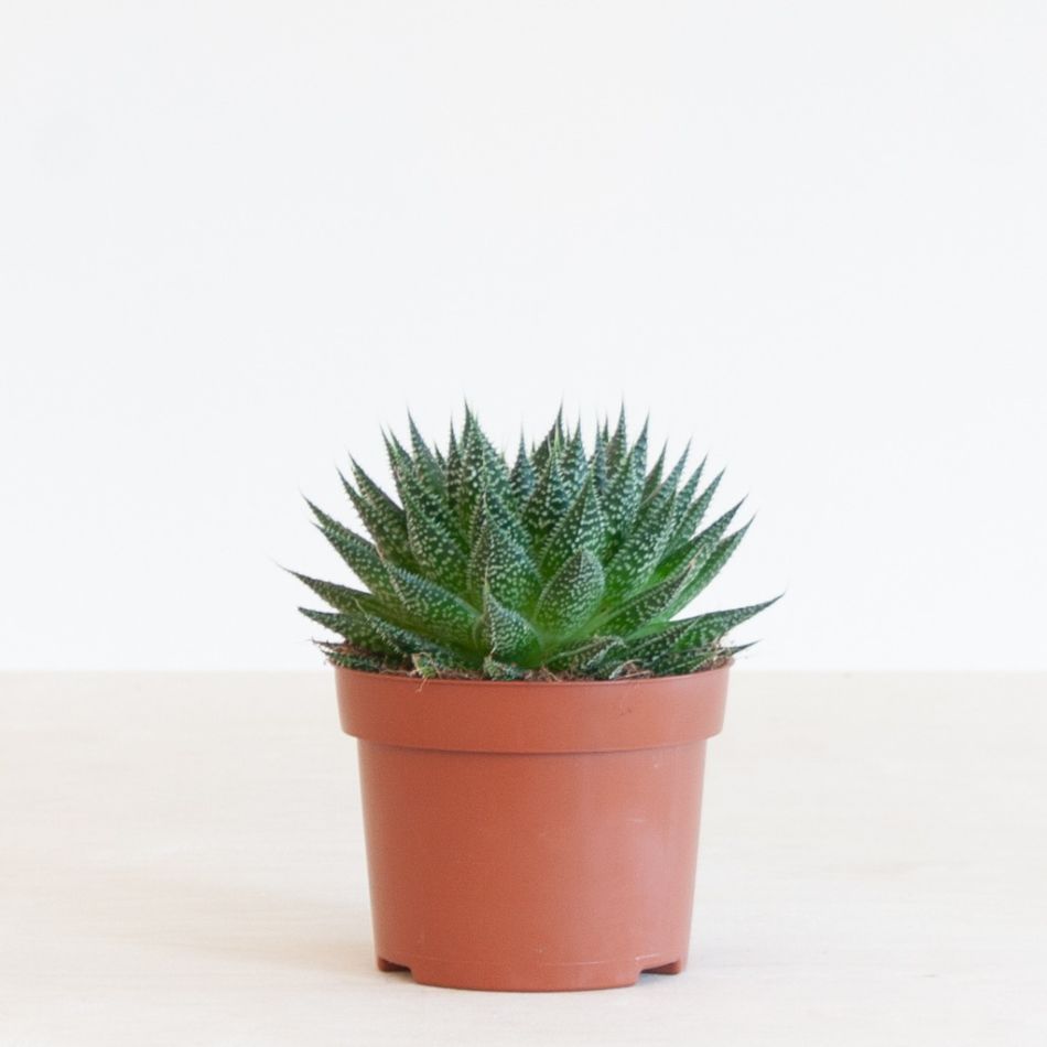 Aloe aristata magic p12 - 1