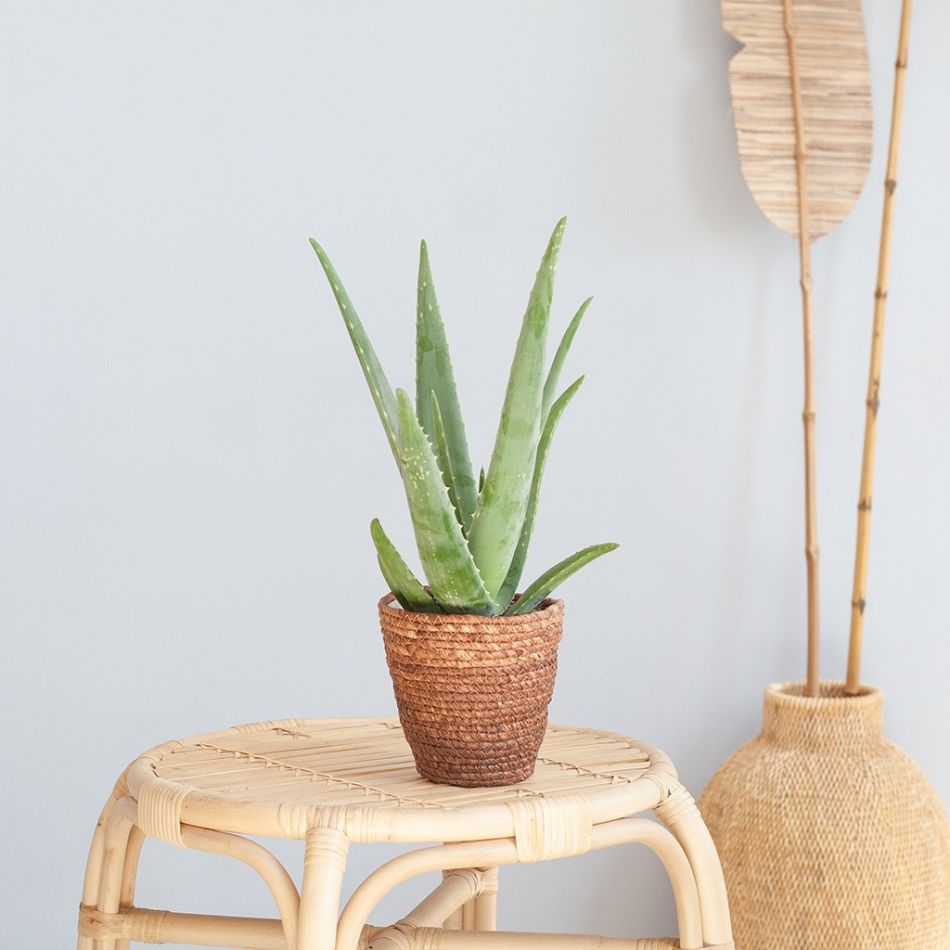 Aloe vera p12 - lifestyle 1