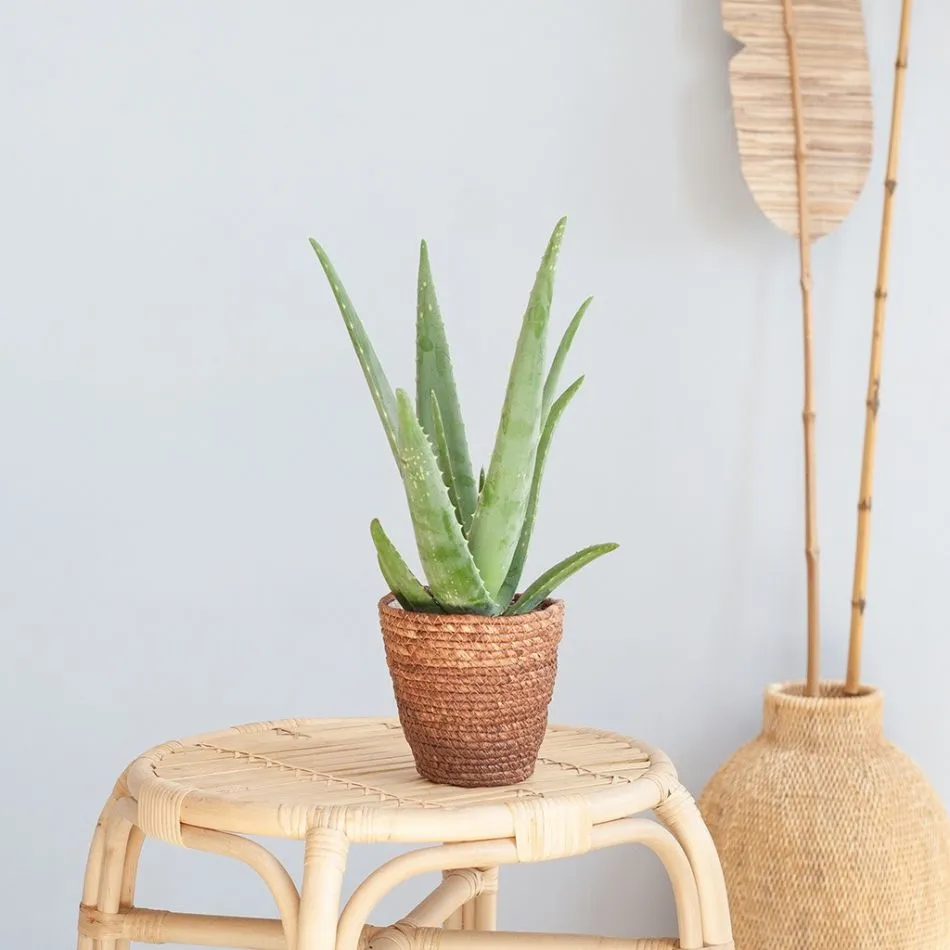 verjaardag oma kado: aloë vera plant in pot