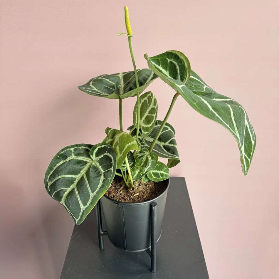 Anthurium Crystallinum plant