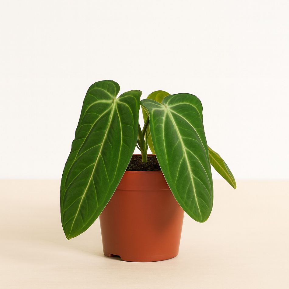 Anthurium Villenaorum kopen