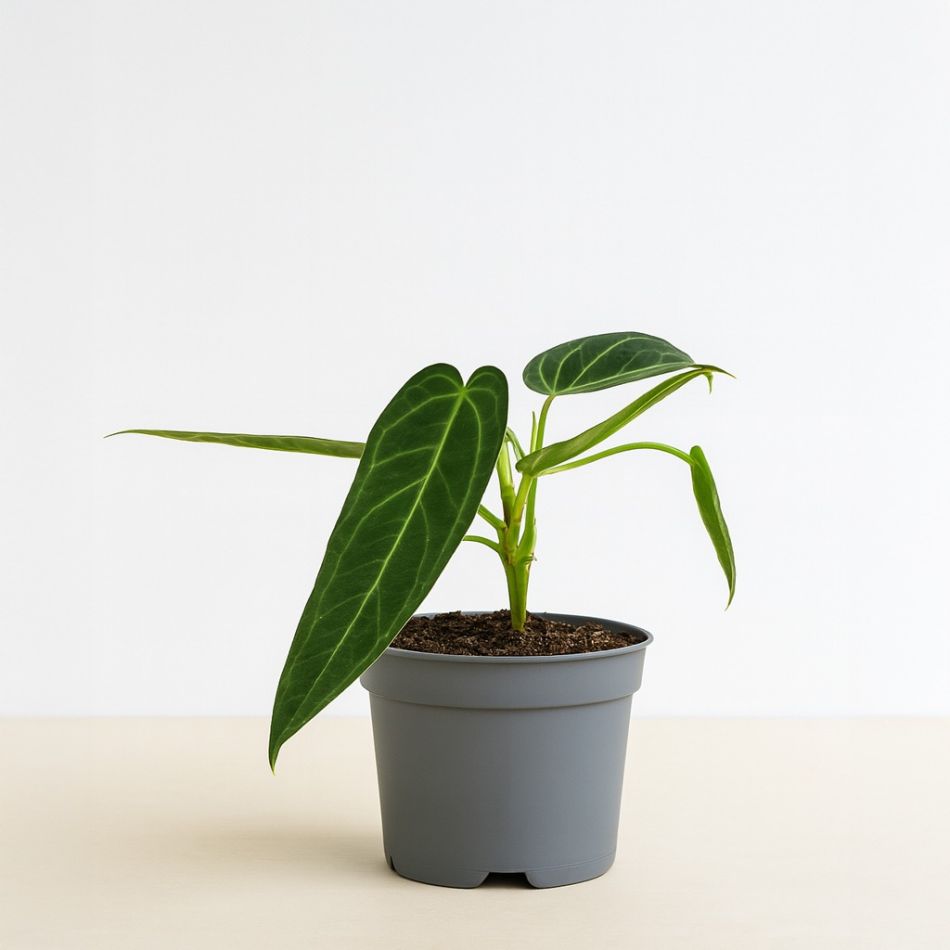 Anthurium warocqueanum - p12 - neutraal - 1