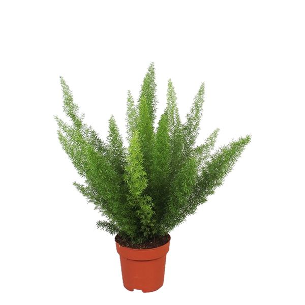 Asparagus Meyeri