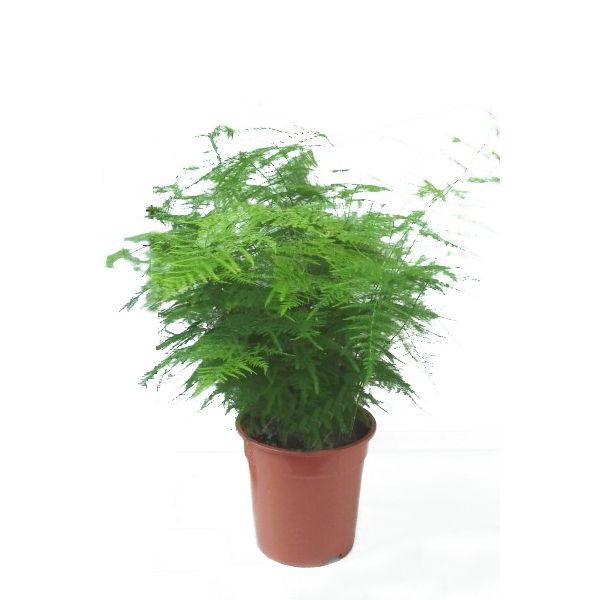 Asparagus Setacus