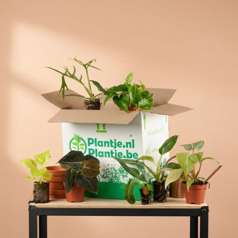 Babybox plantje 2