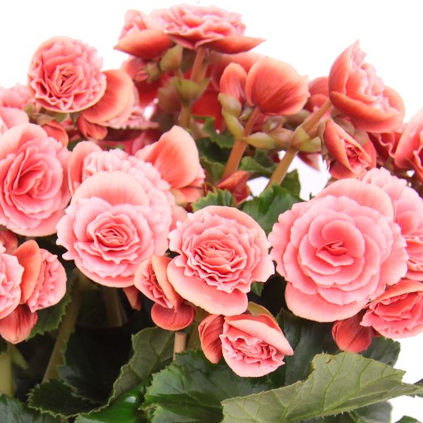Begonia Borias